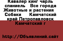 Кавалер кинг чарль спаниель - Все города Животные и растения » Собаки   . Камчатский край,Петропавловск-Камчатский г.